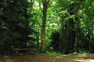 Madera de Lorette en Plogonnec