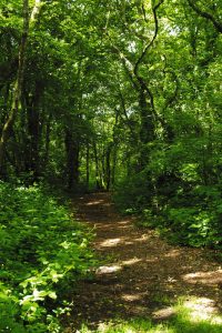 Wandeling in het bos van Saint Alouarn in Guengat