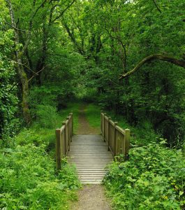 Nevet Wood in Plogonnec