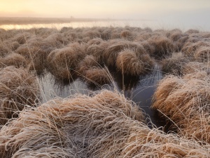 marshes and bogs