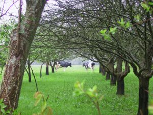 Naturaleza d'Ergué Gabéric