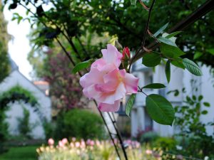 garten-des-theaters-max-jacob-quimper-roserai-2011-2