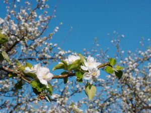 orchard-in-flowers-Melenig