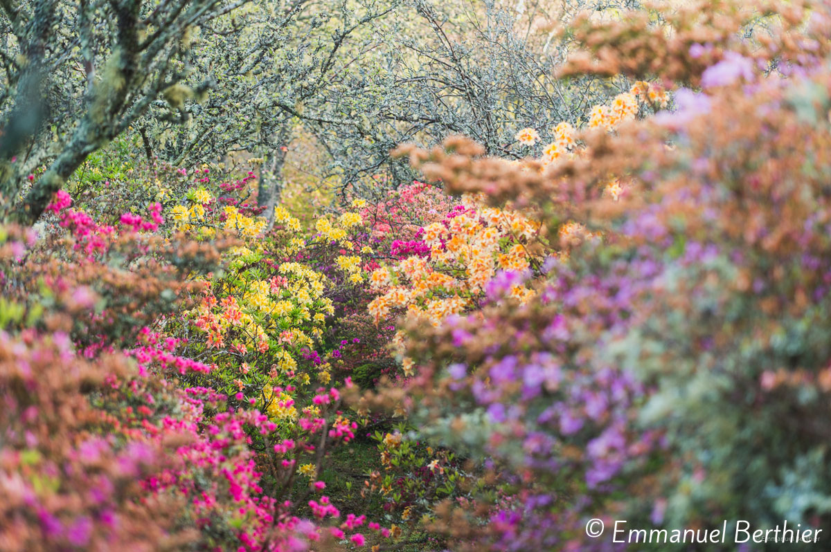 parc-de-boutiguery-sous-bois-et-rhododendron-photo-emmanuel-berthier-2