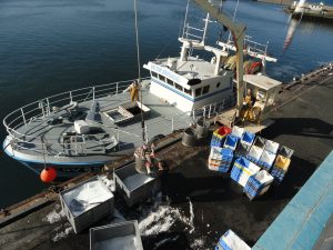 retour-de-peche-dechargement-du-poisson